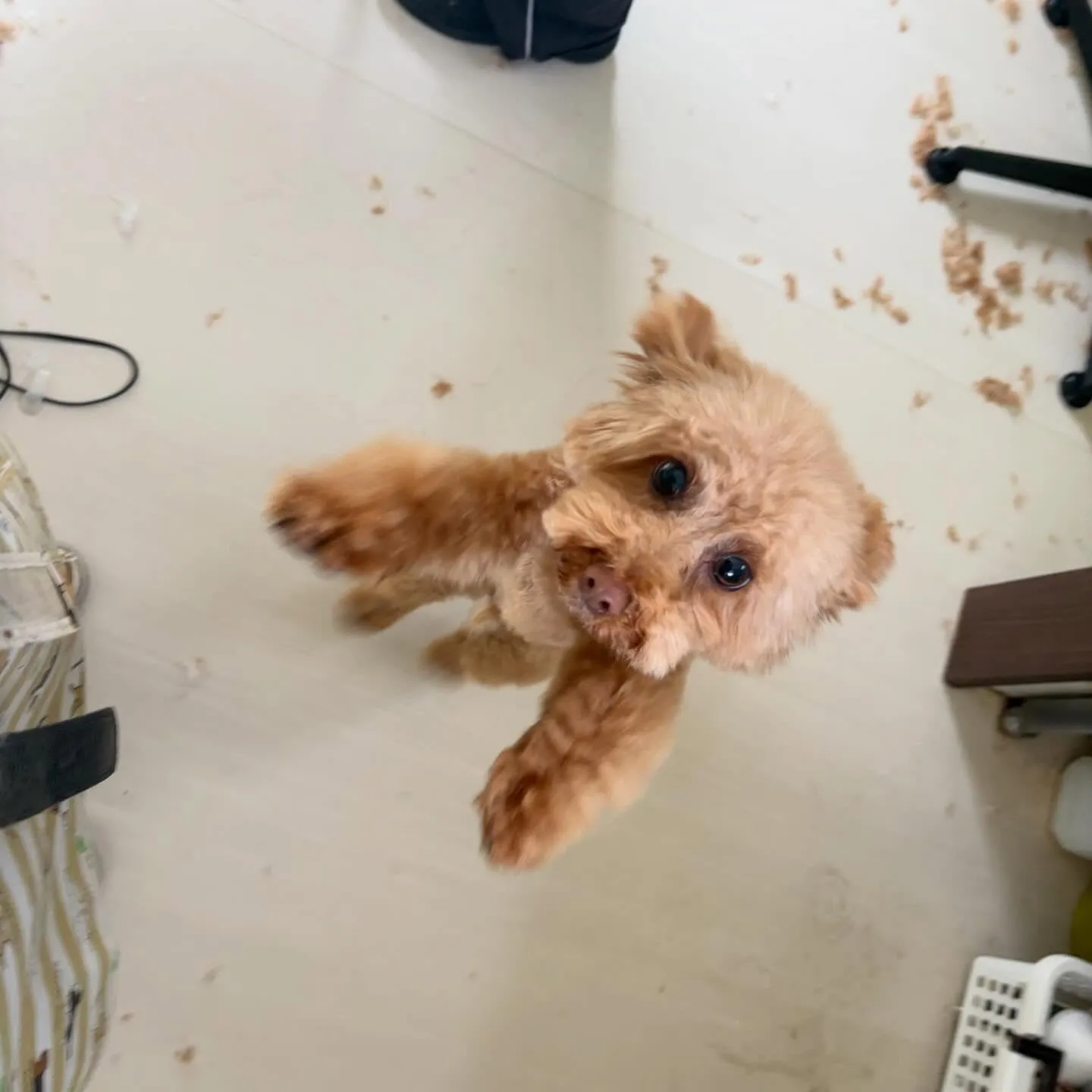 先月アップしきれなかったわんこたち🐾