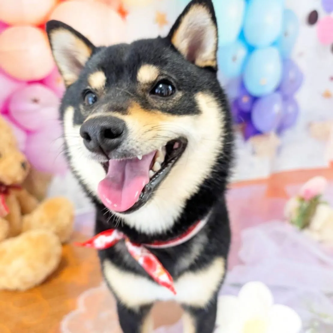 先月アップしきれなかったわんこたち🐾