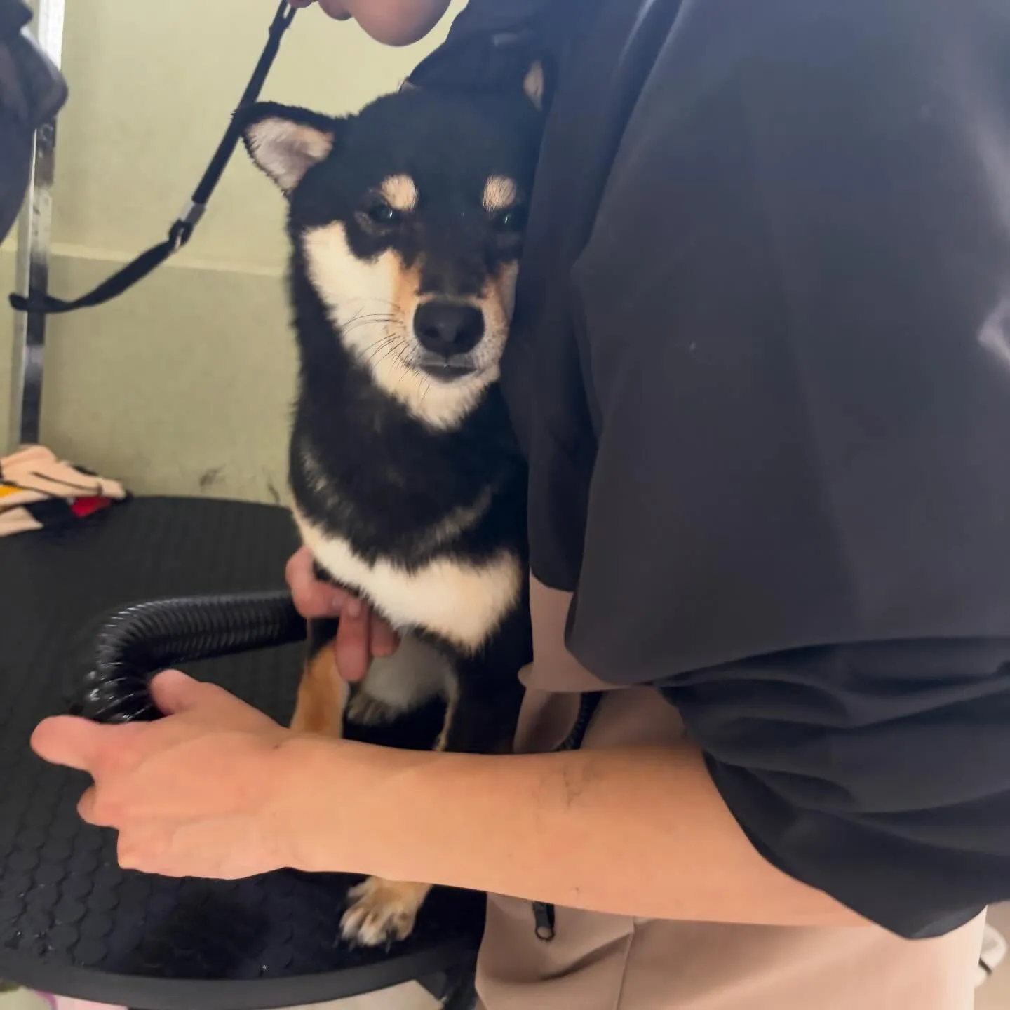 先月アップしきれなかったわんこたち🐾