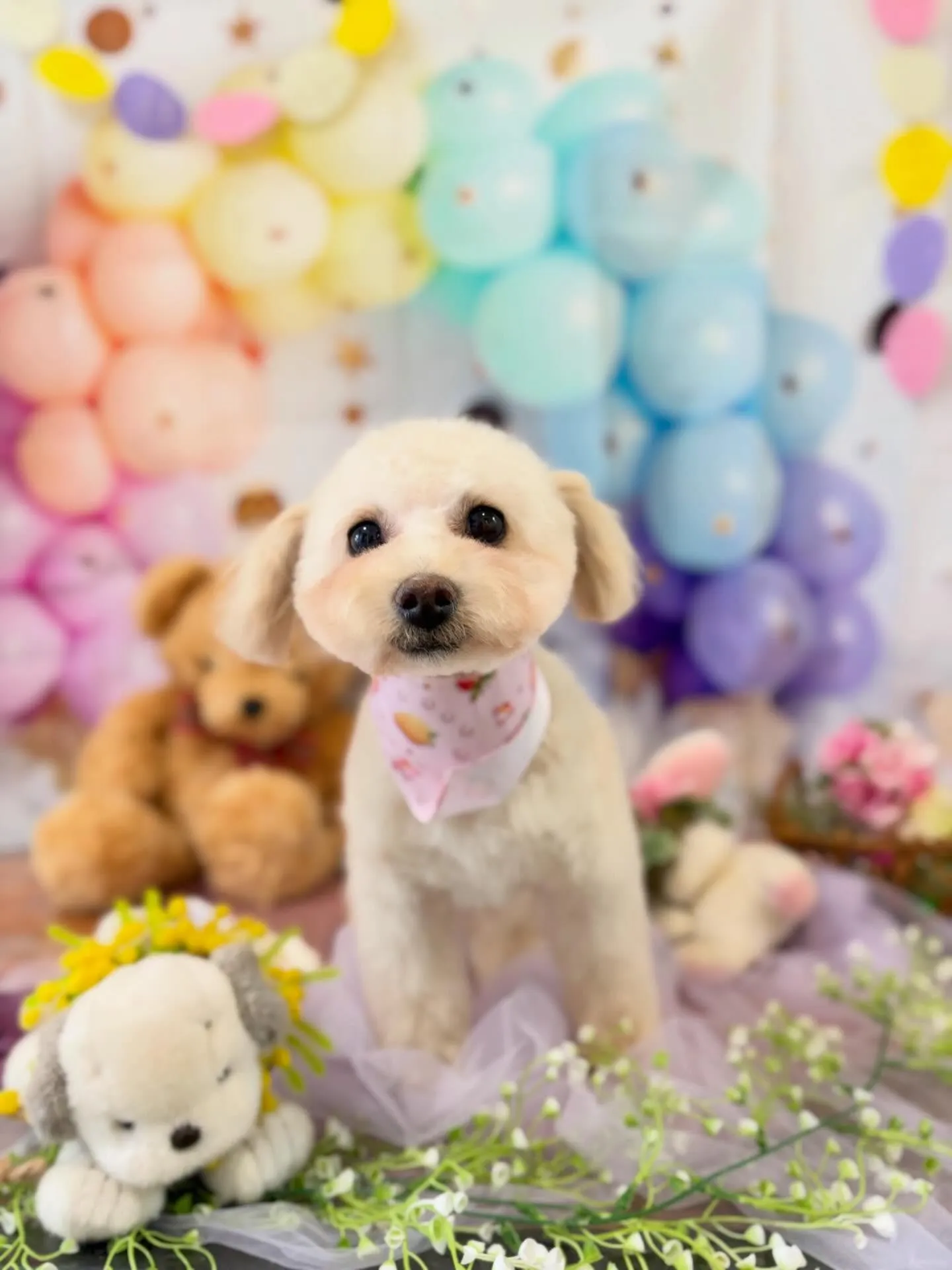 先月アップしきれなかったわんこたちです🐾