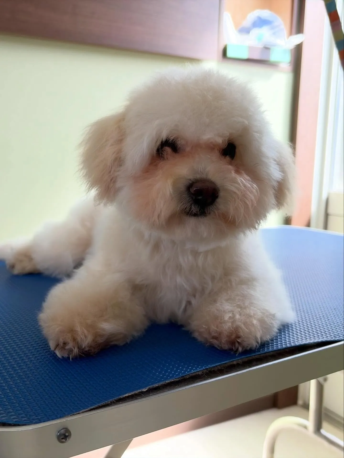 先月アップしきれなかったわんこたちです🐾