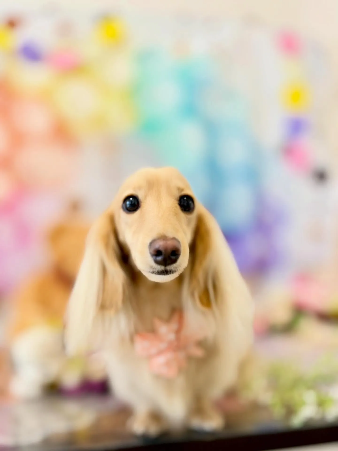 先月アップしきれなかったわんこたちです🐾