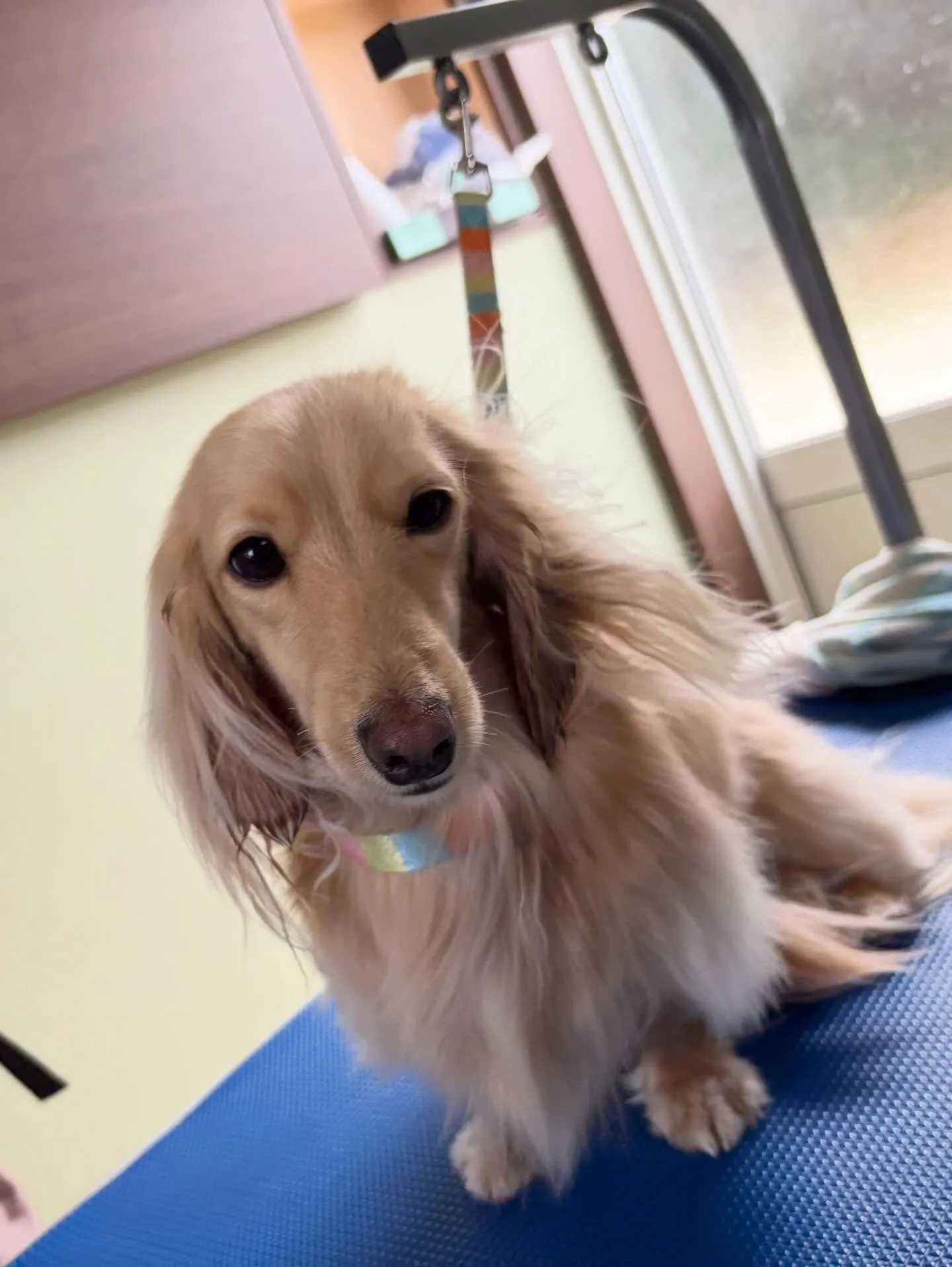 先月アップしきれなかったわんこたちです🐾