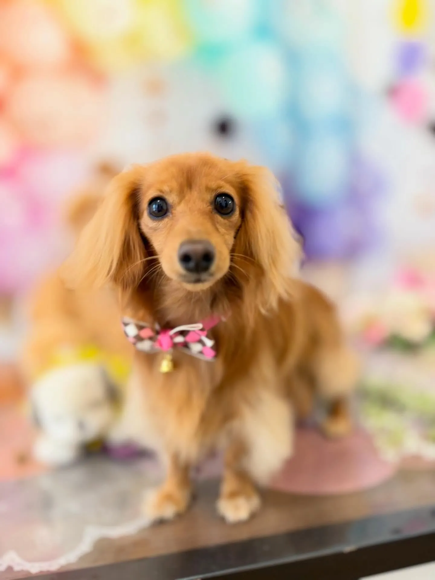 先月アップしきれなかったわんこたちです🐾