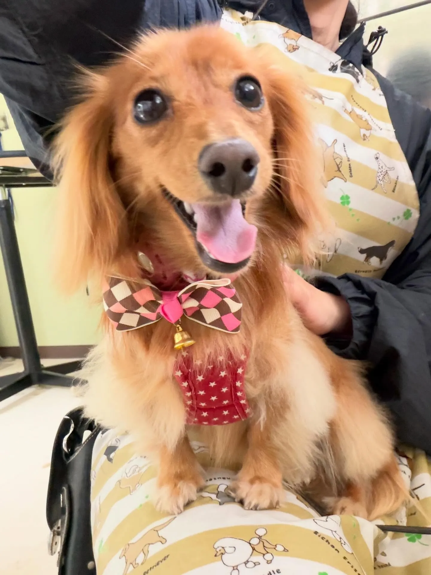 先月アップしきれなかったわんこたちです🐾