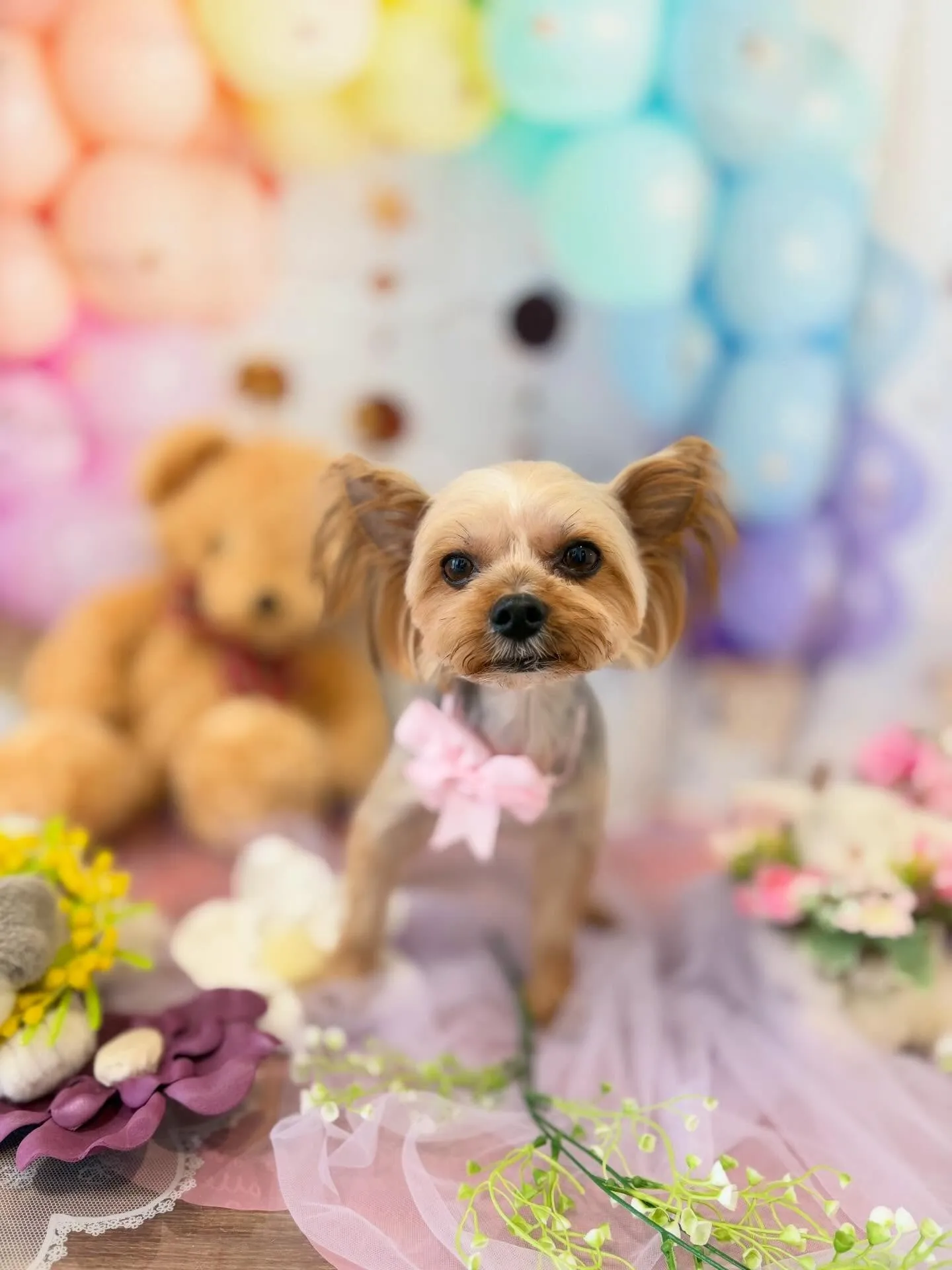 先月アップしきれなかったわんこたちです🐾