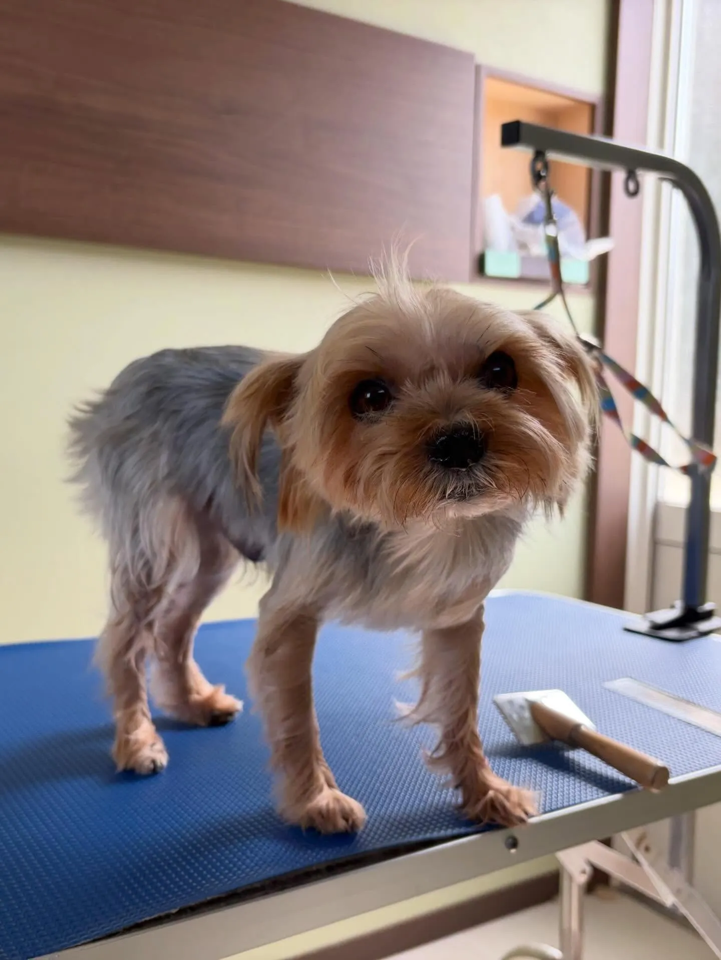 先月アップしきれなかったわんこたちです🐾