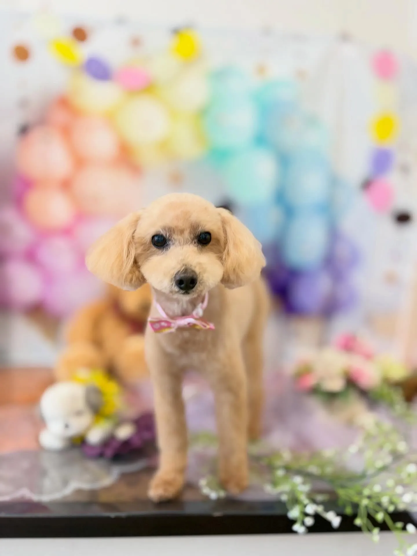 先月アップしきれなかったわんこたちです🐾