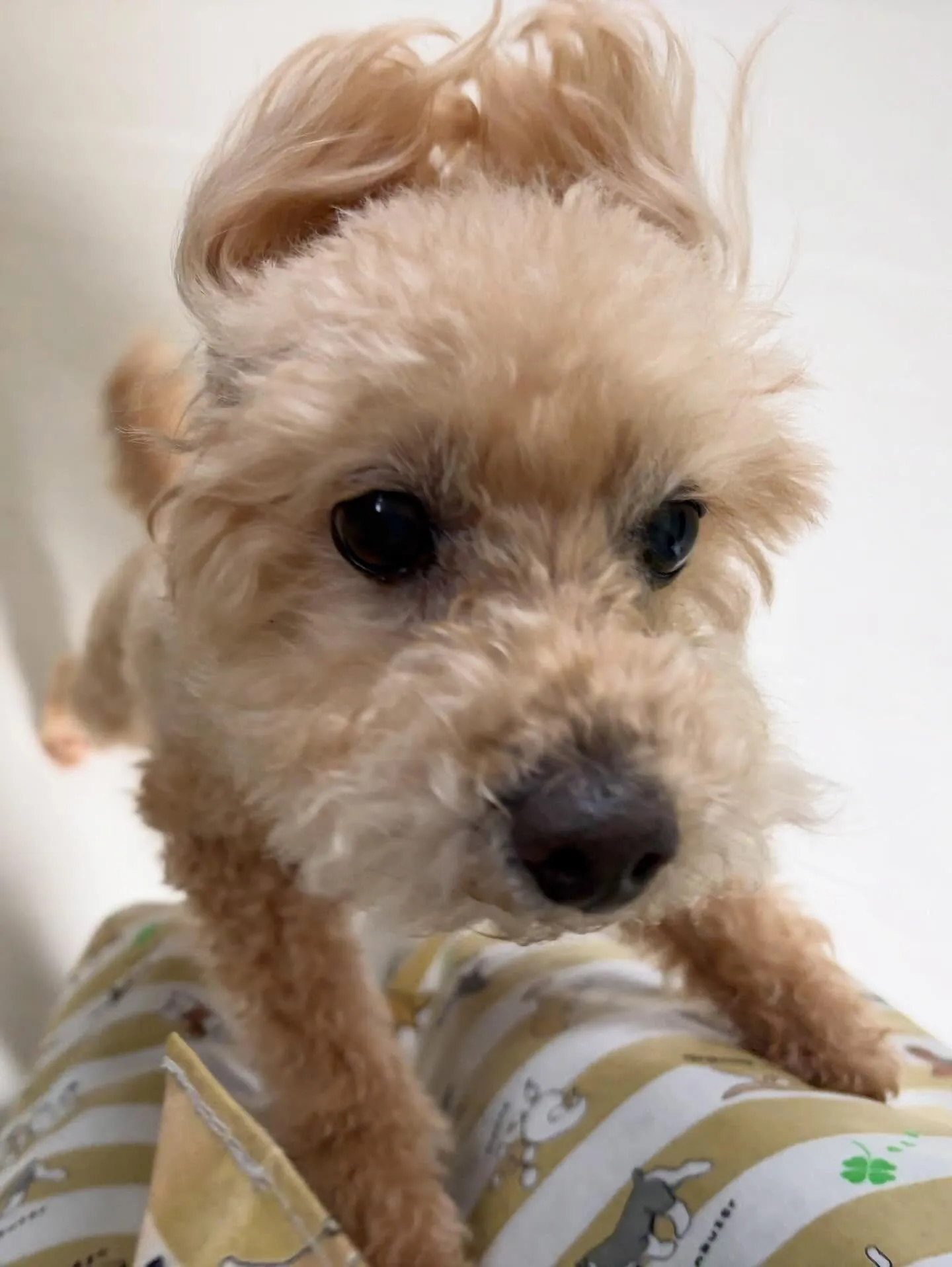 先月アップしきれなかったわんこたちです🐾