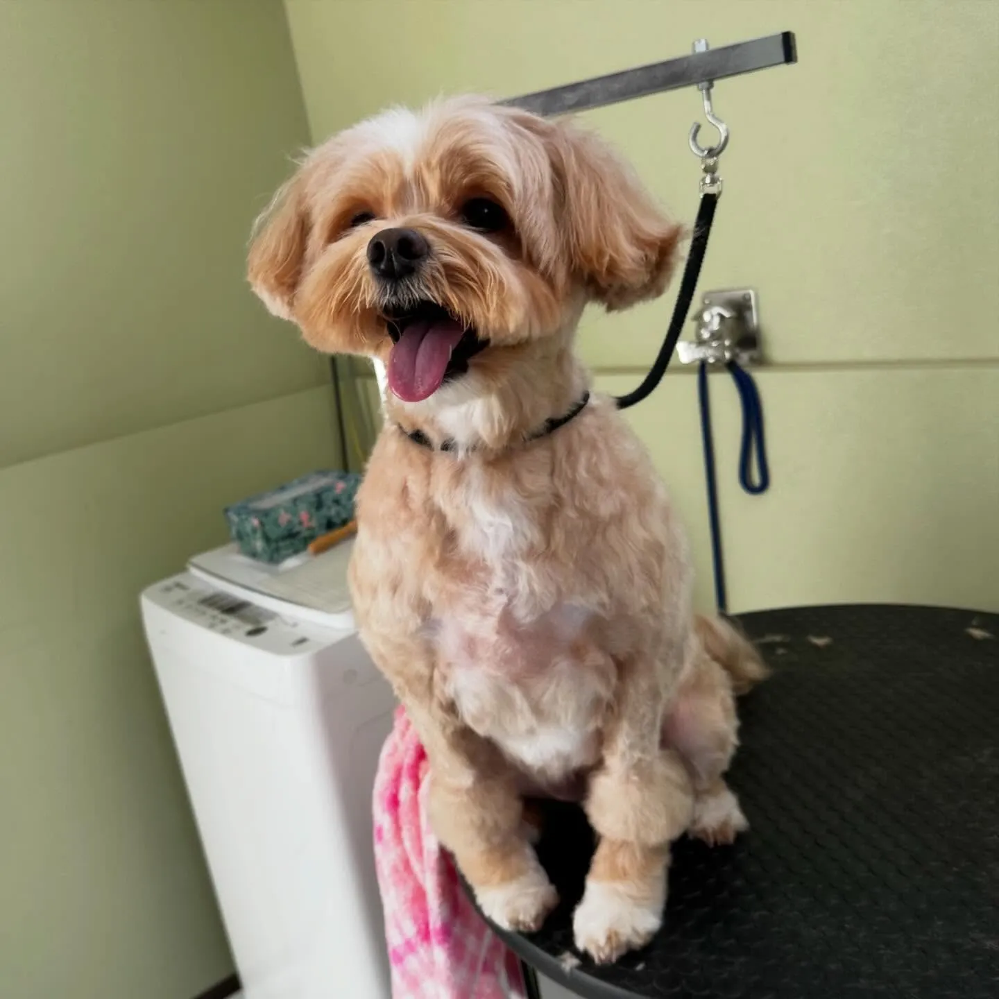 入会してくれたモカちゃんです❣️