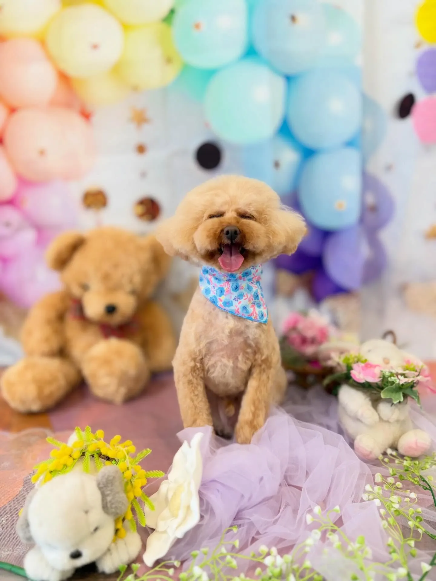 先月アップしきれなかったトリミングわんこたち🐾