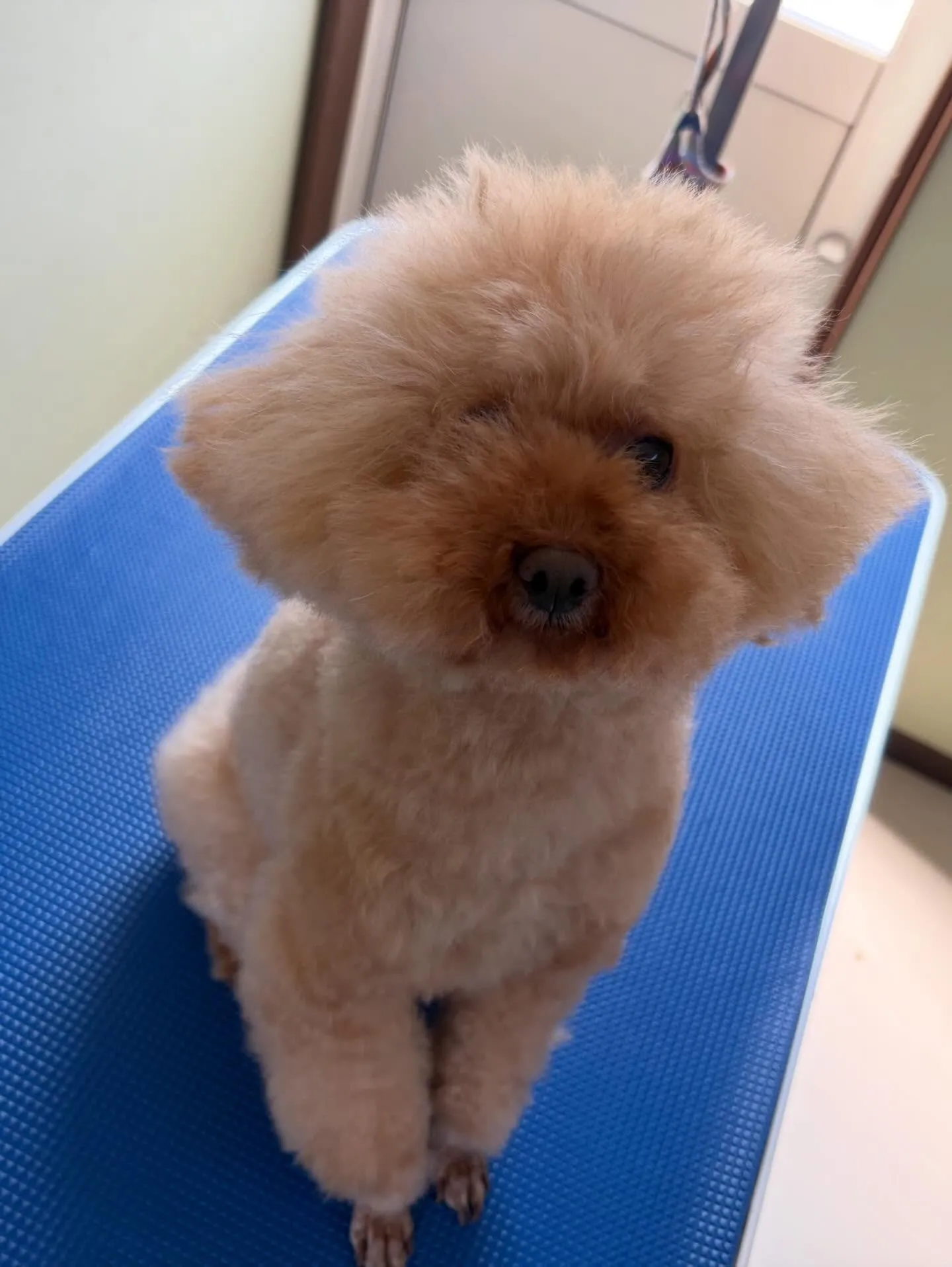 先月アップしきれなかったトリミングわんこたち🐾