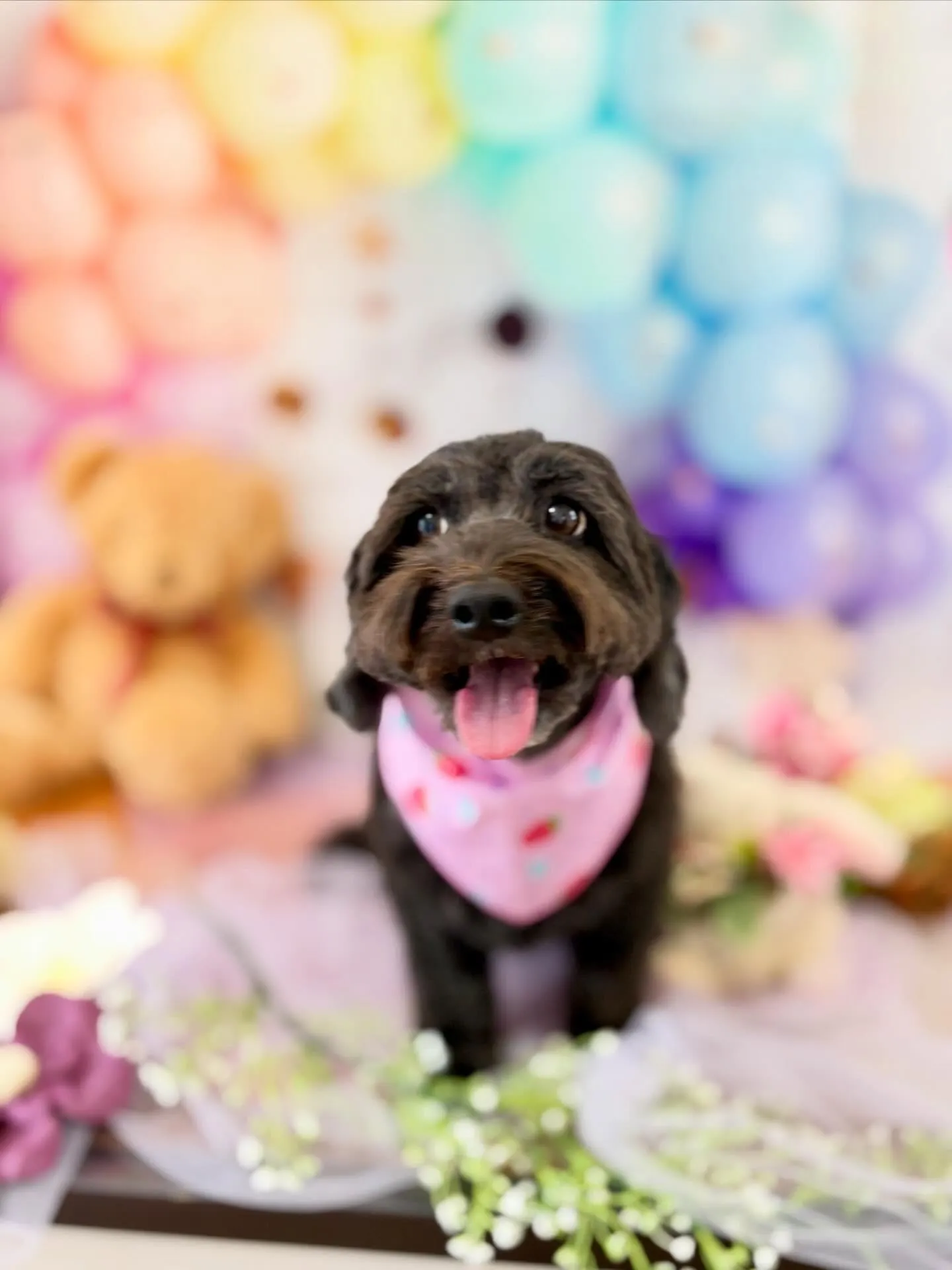 先月アップしきれなかったトリミングわんこたち🐾