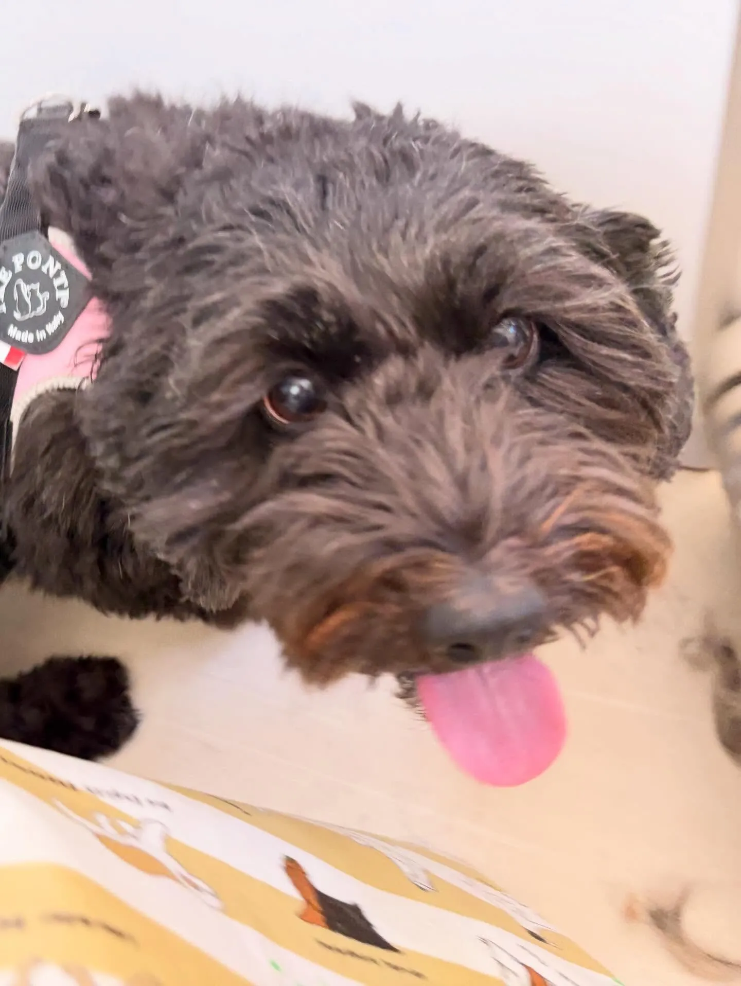 先月アップしきれなかったトリミングわんこたち🐾