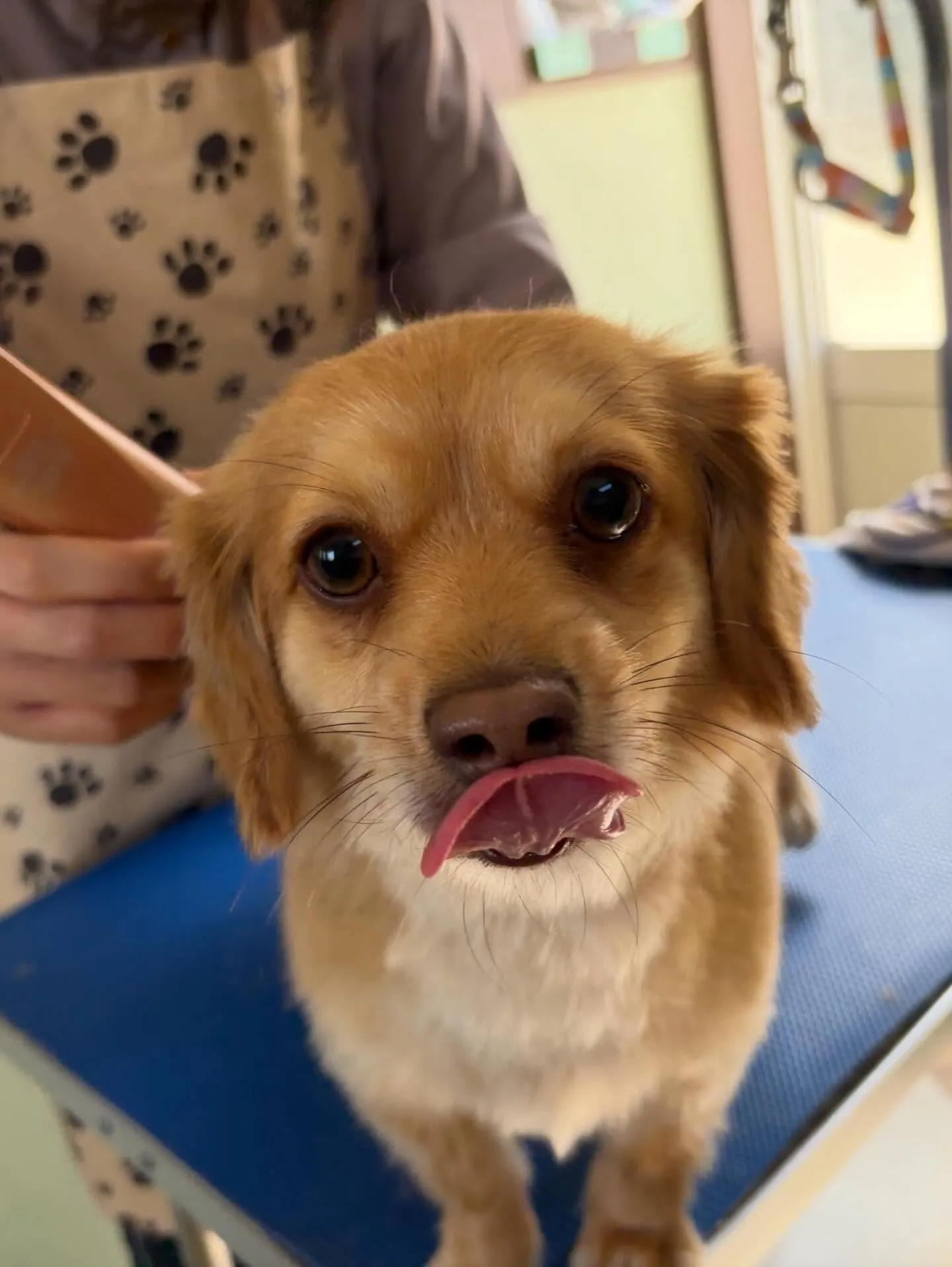 先月アップしきれなかったトリミングわんこたち🐾