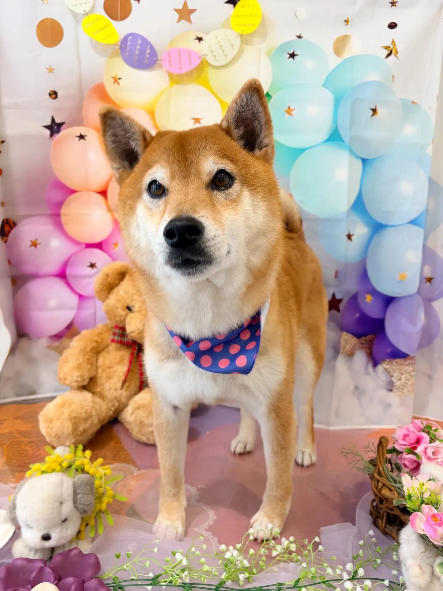 先月アップしきれなかったトリミングわんこたち🐾