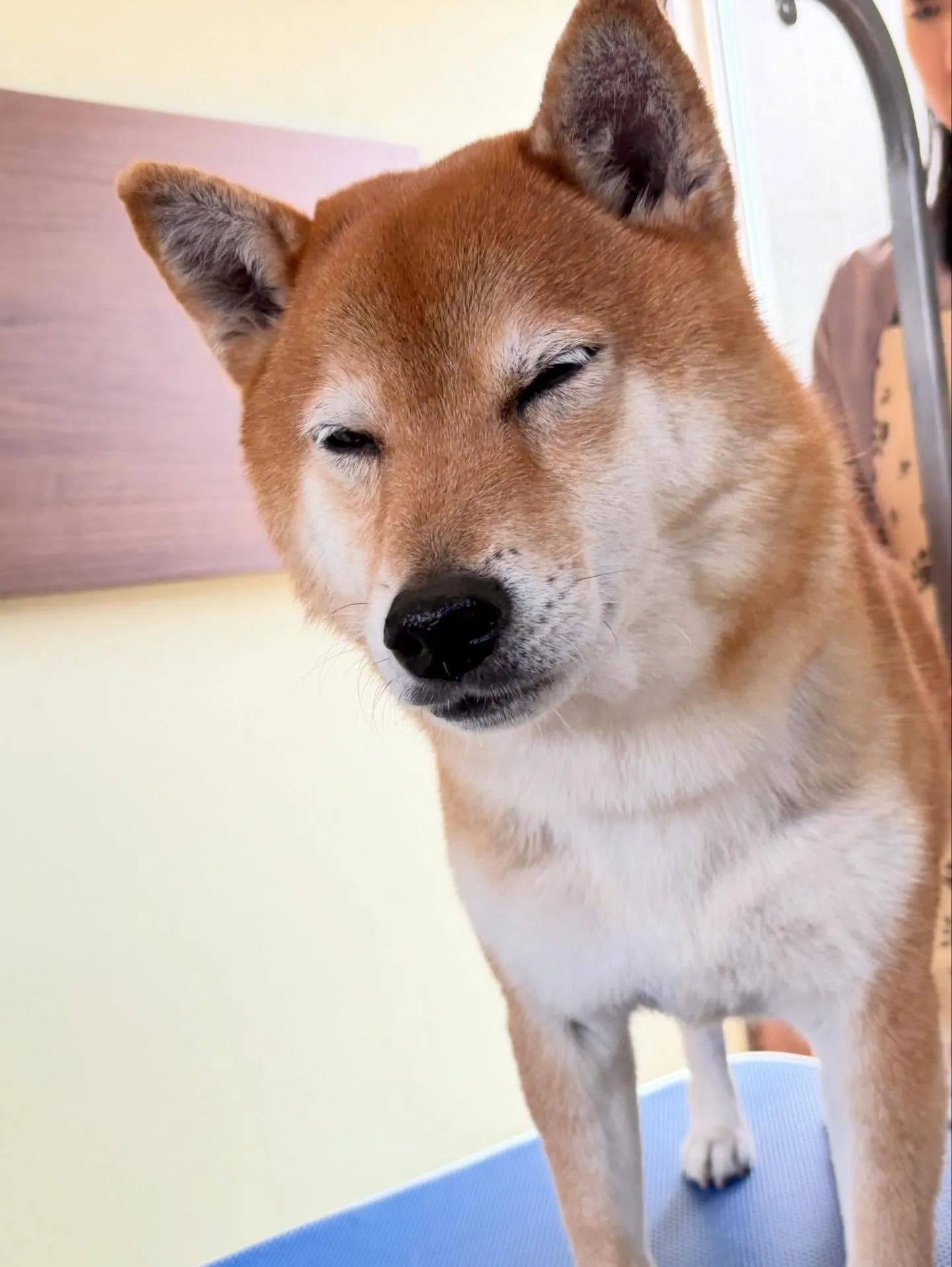 先月アップしきれなかったトリミングわんこたち🐾