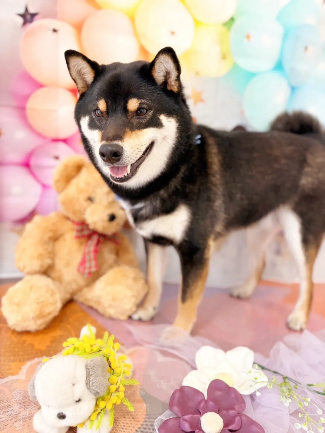 先月アップしきれなかったトリミングわんこたち🐾