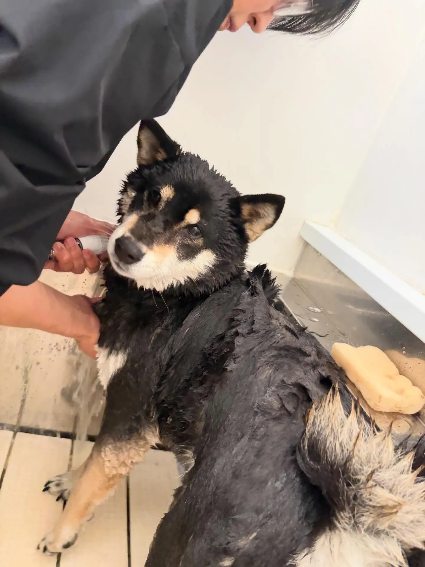 先月アップしきれなかったトリミングわんこたち🐾