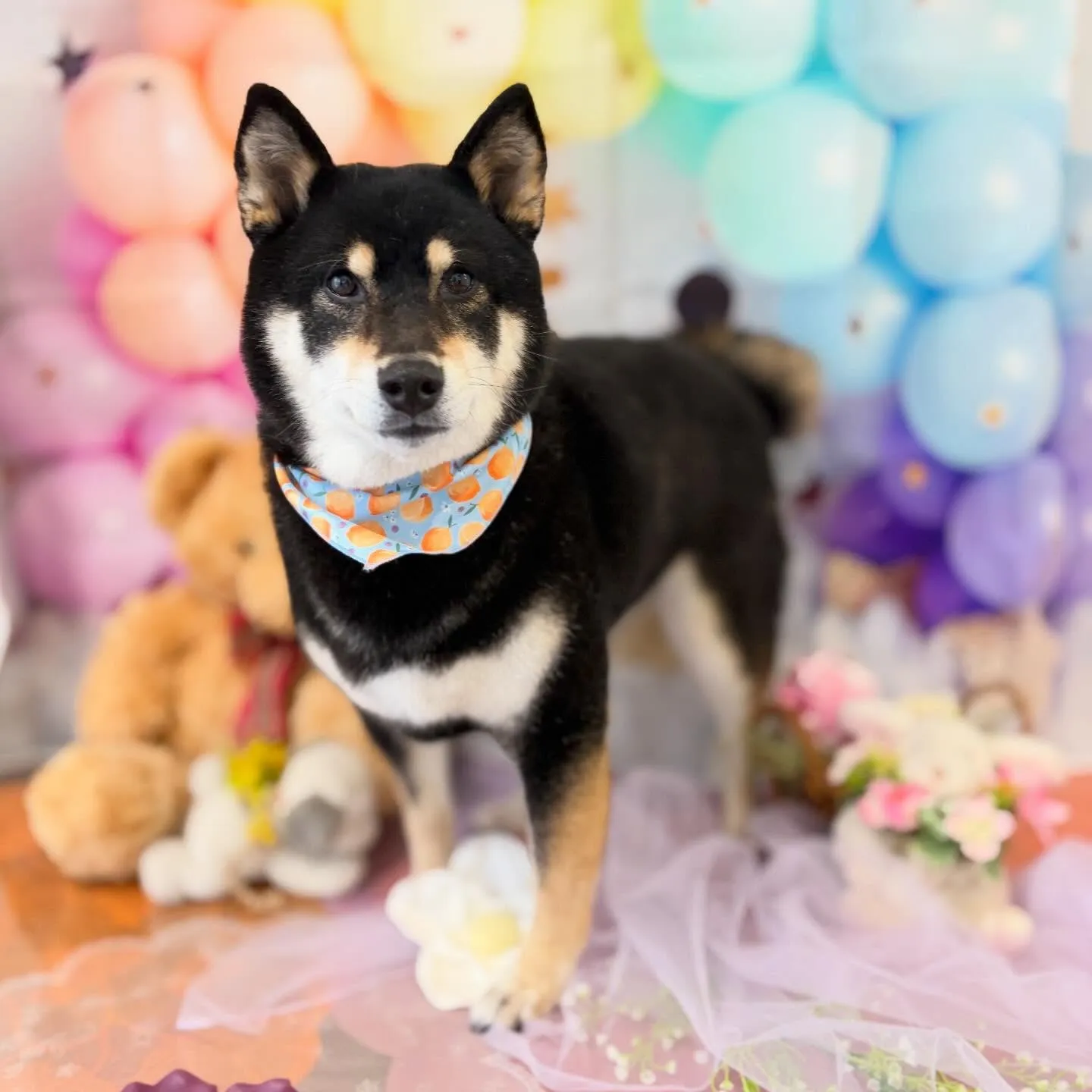 先月アップしきれなかったお手入れわんこたちです🐾