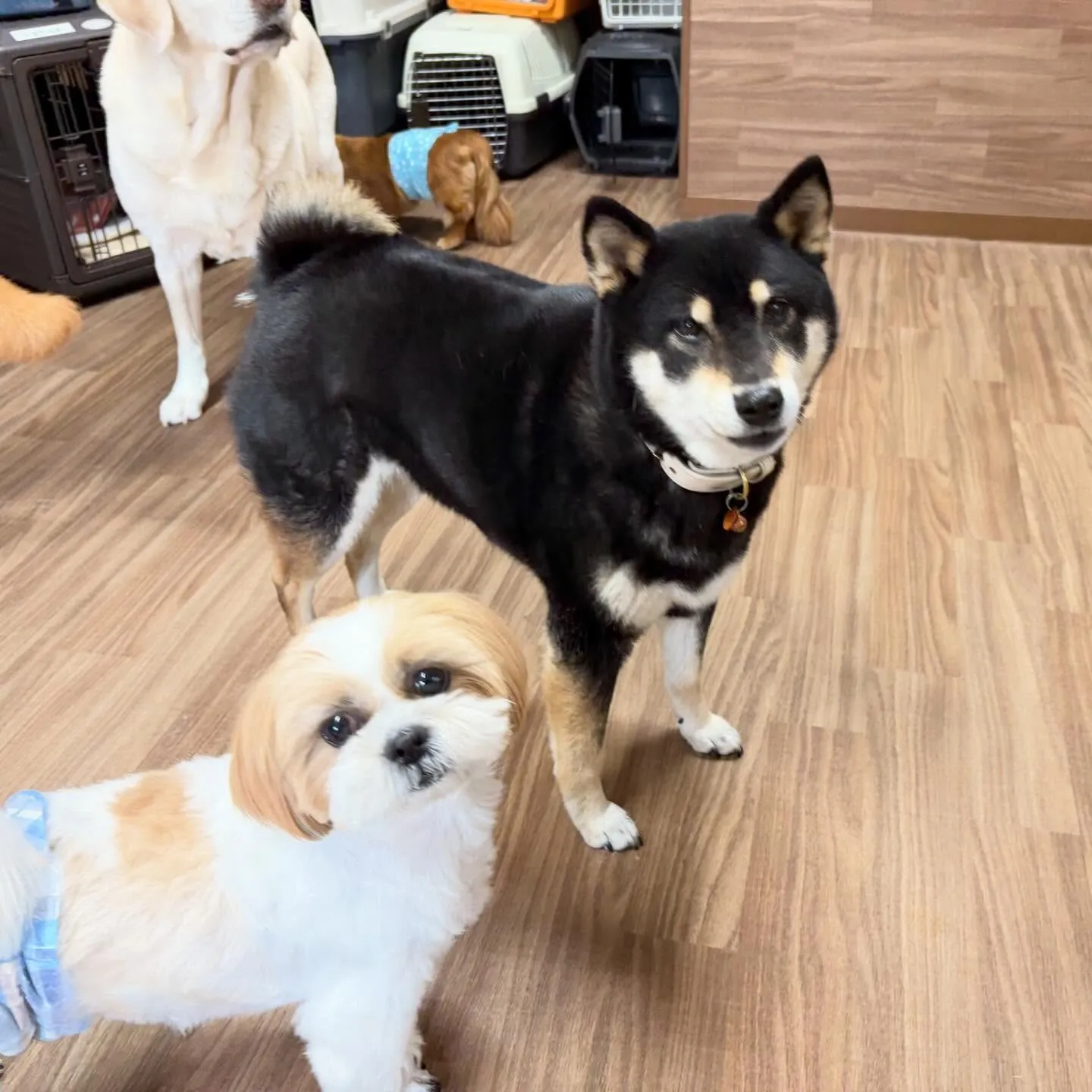 先月アップしきれなかったお手入れわんこたちです🐾