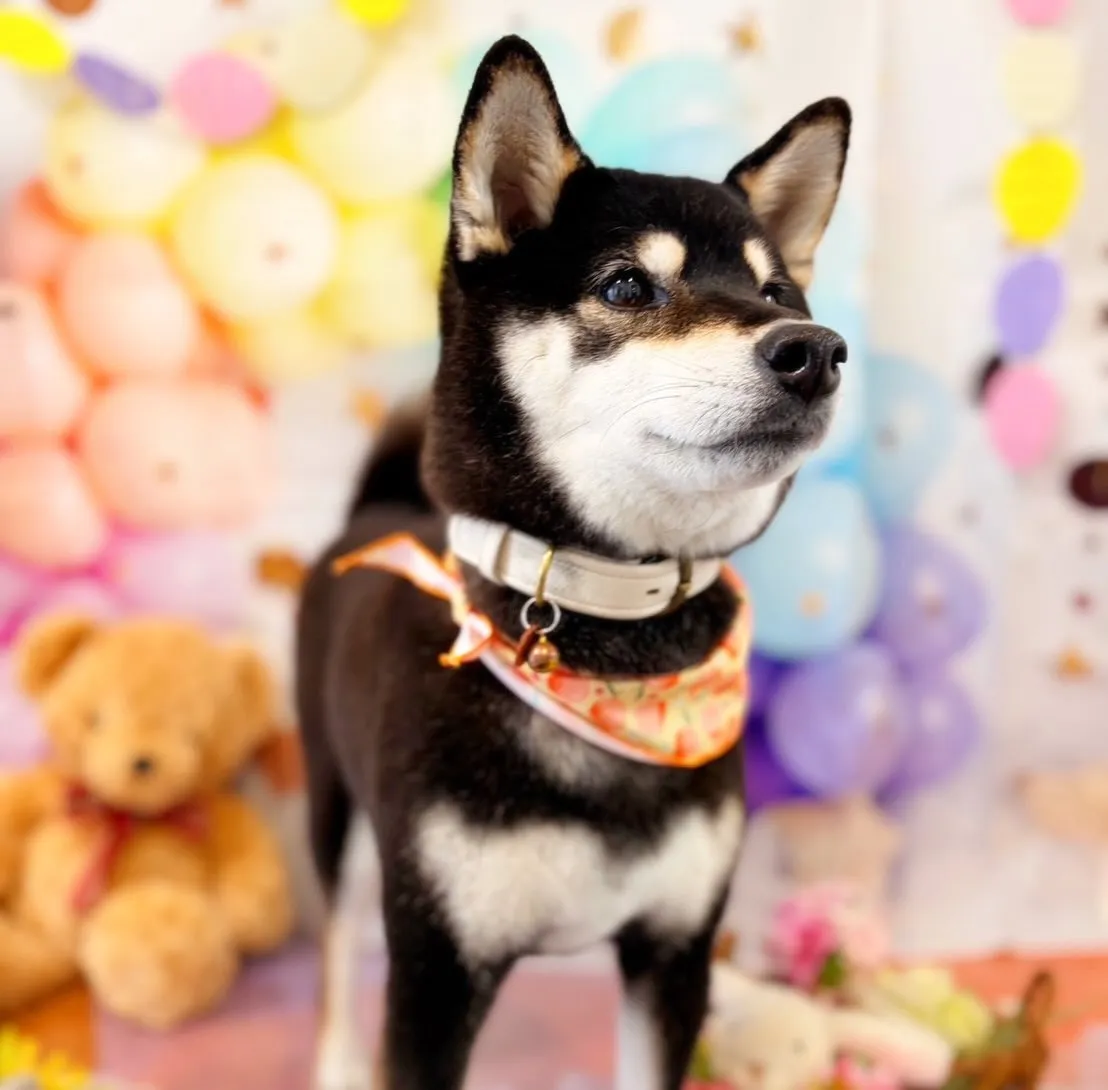 先月アップしきれなかったお手入れわんこたちです🐾