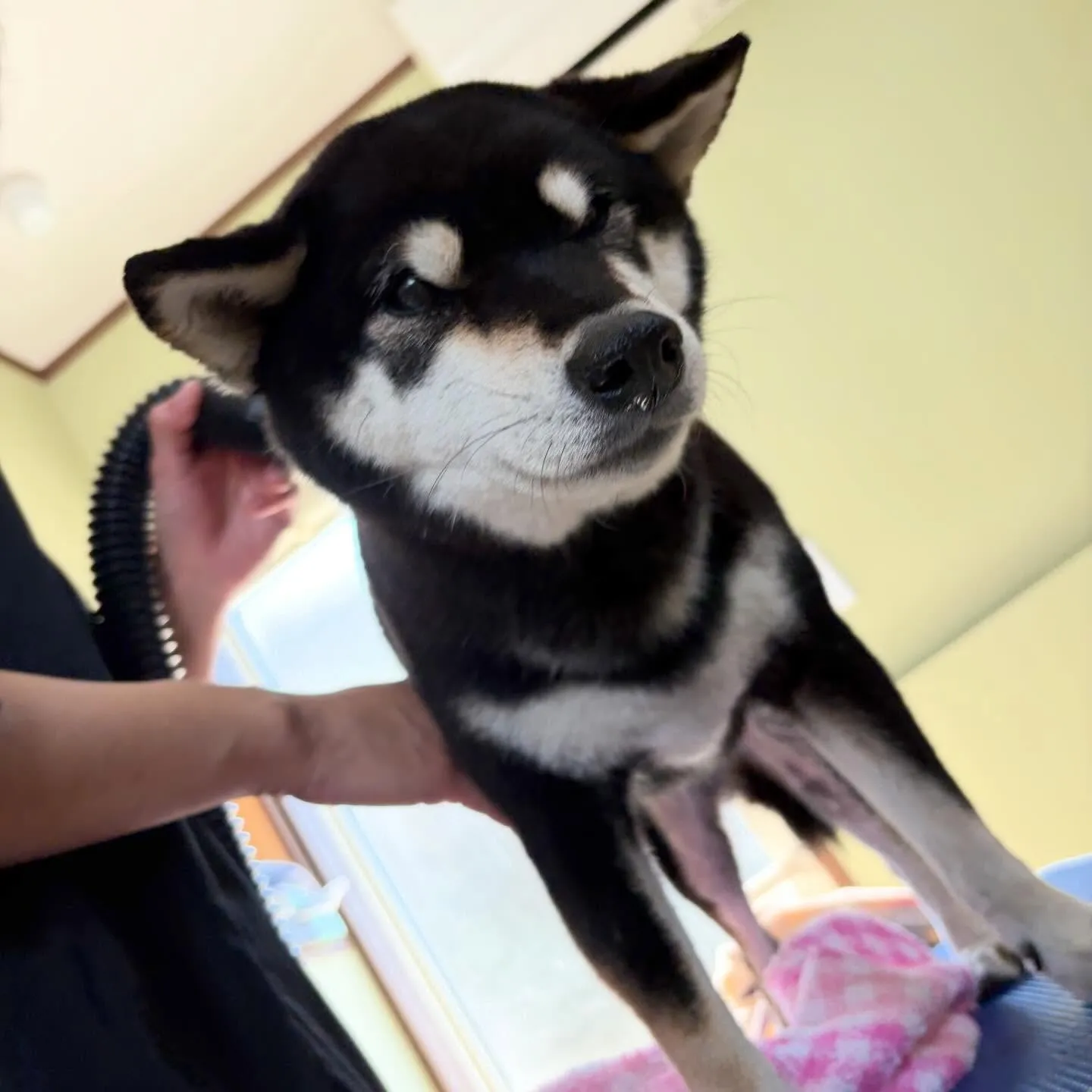 先月アップしきれなかったお手入れわんこたちです🐾