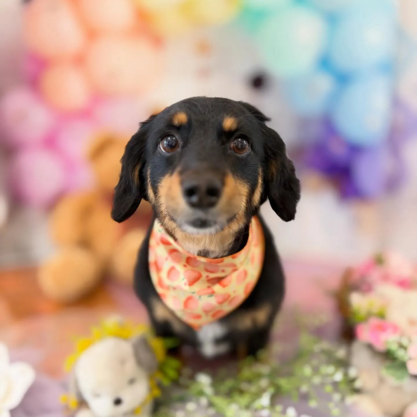 先月アップしきれなかったお手入れわんこたちです🐾