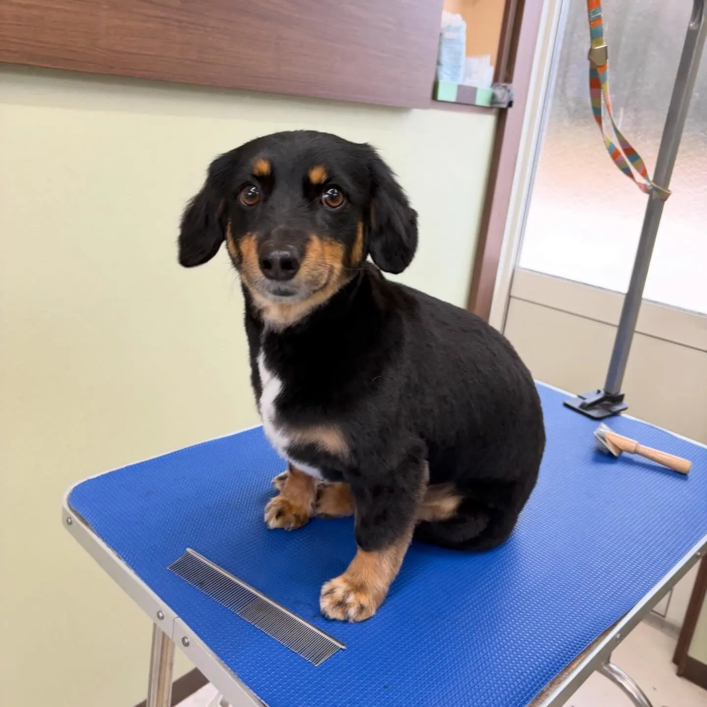 先月アップしきれなかったお手入れわんこたちです🐾