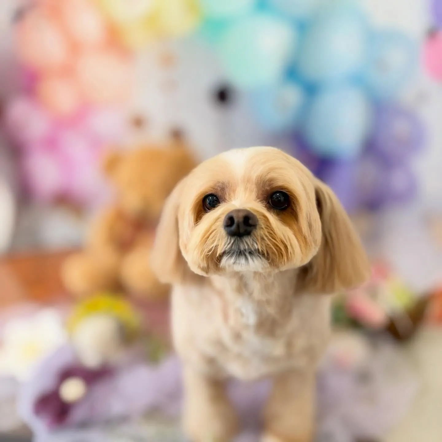 先月アップしきれなかったお手入れわんこたちです🐾