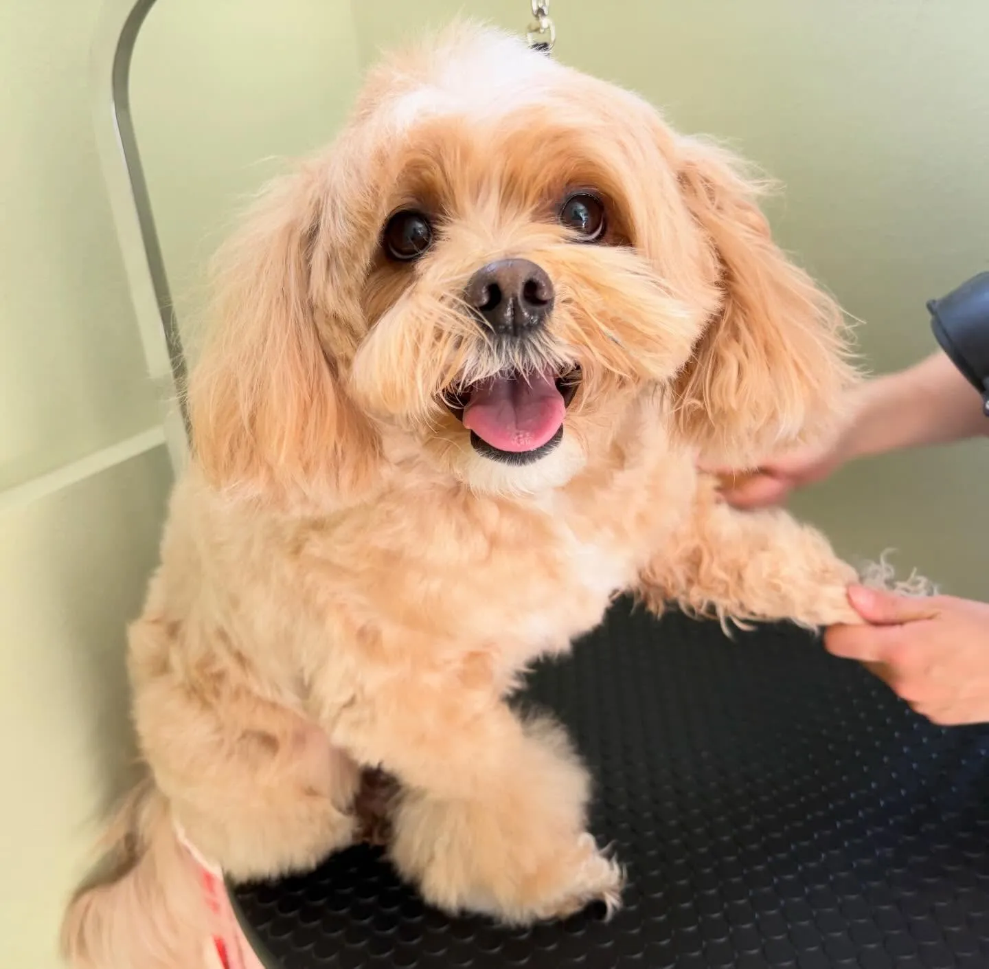 先月アップしきれなかったお手入れわんこたちです🐾