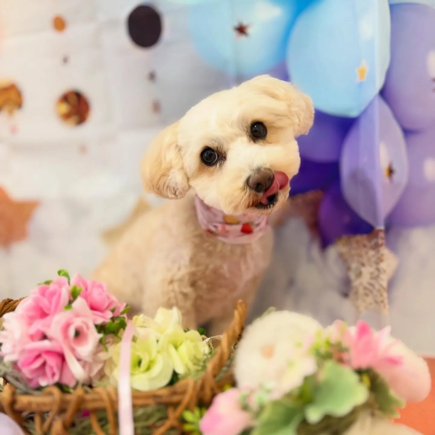 先月アップしきれなかったお手入れわんこたちです🐾