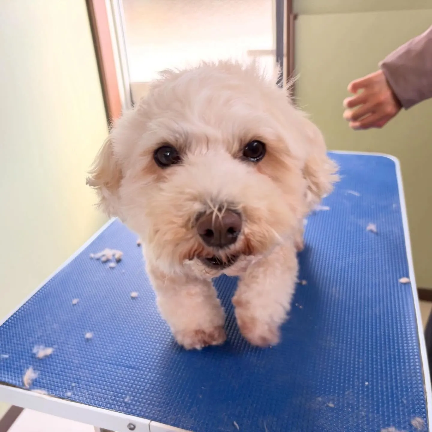 先月アップしきれなかったお手入れわんこたちです🐾