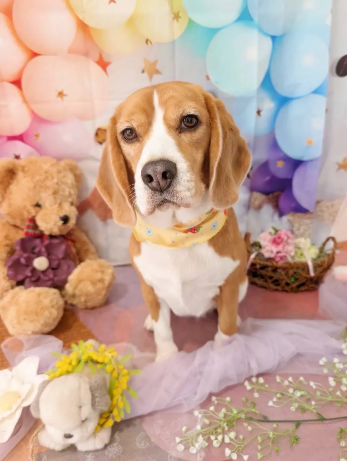 先月アップしきれなかったトリミングわんこたちです🐶