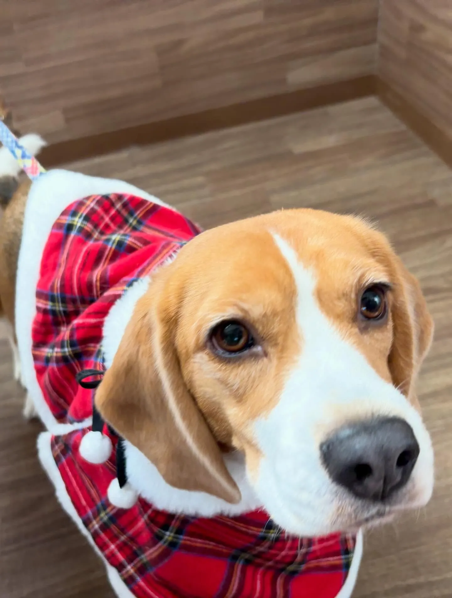 先月アップしきれなかったトリミングわんこたちです🐶