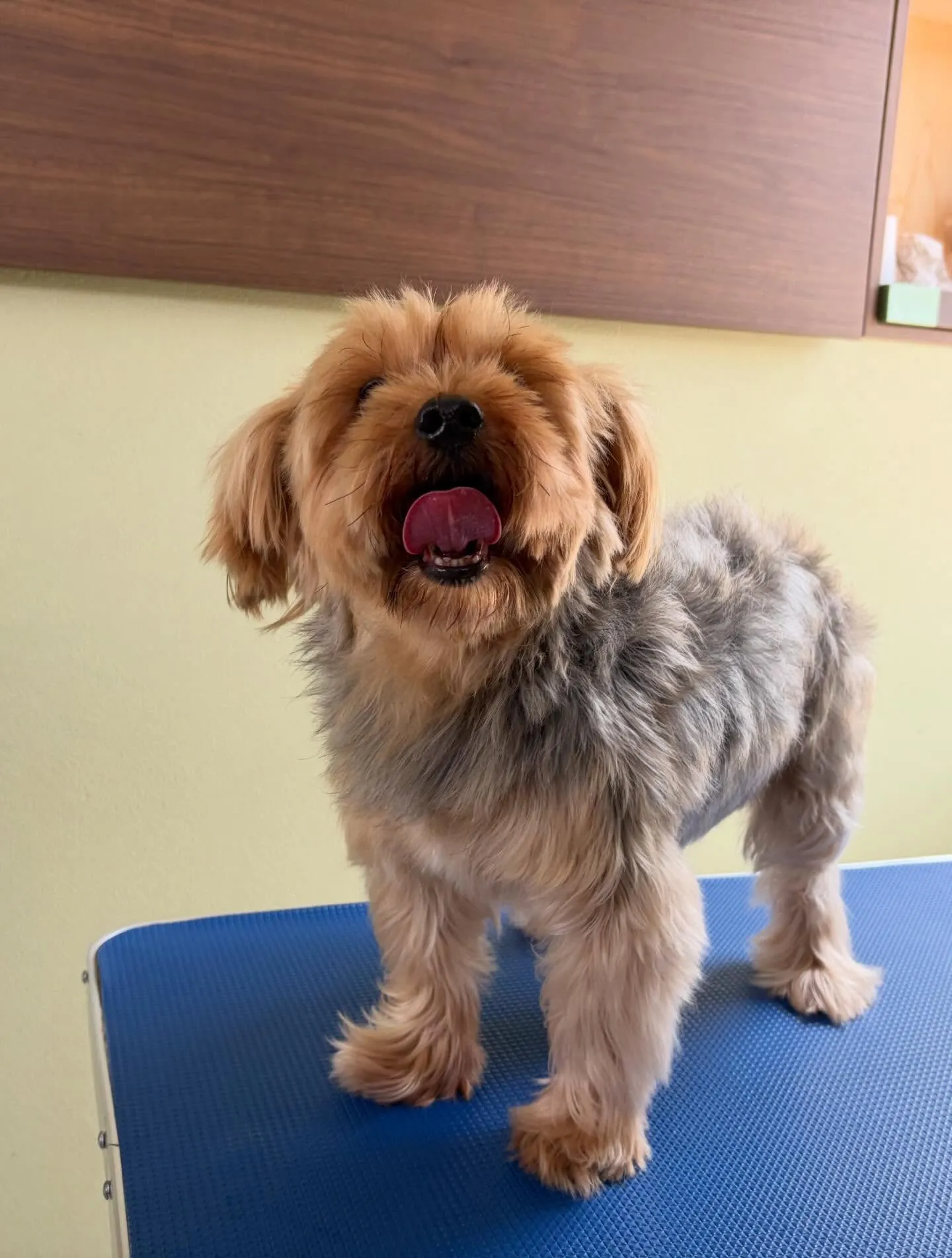 先月アップしきれなかったトリミングわんこたちです🐶