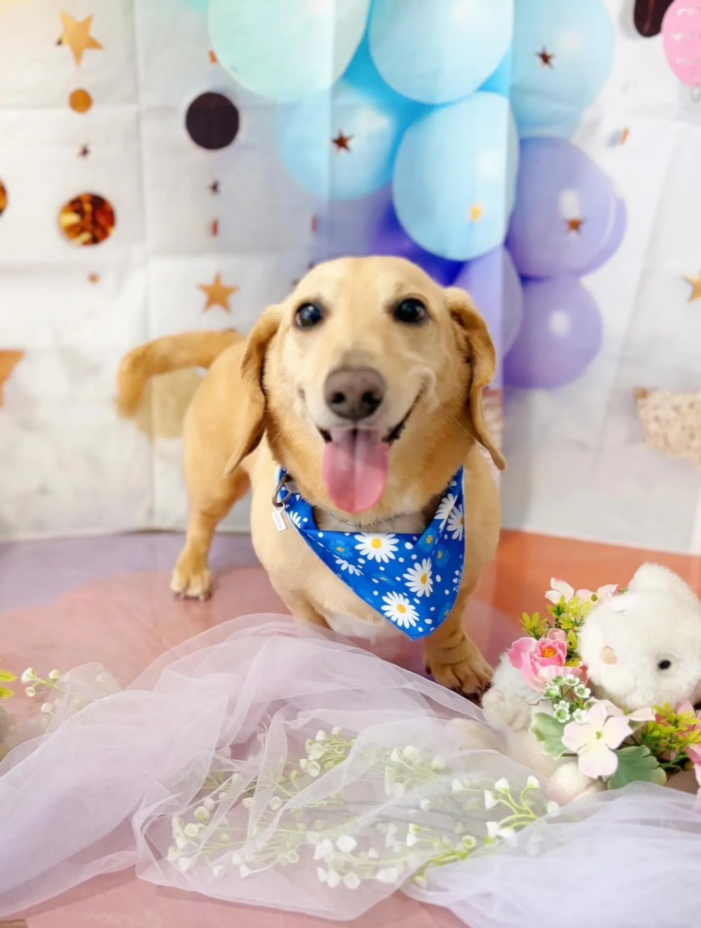 先月アップしきれなかったトリミングわんこたちです🐶