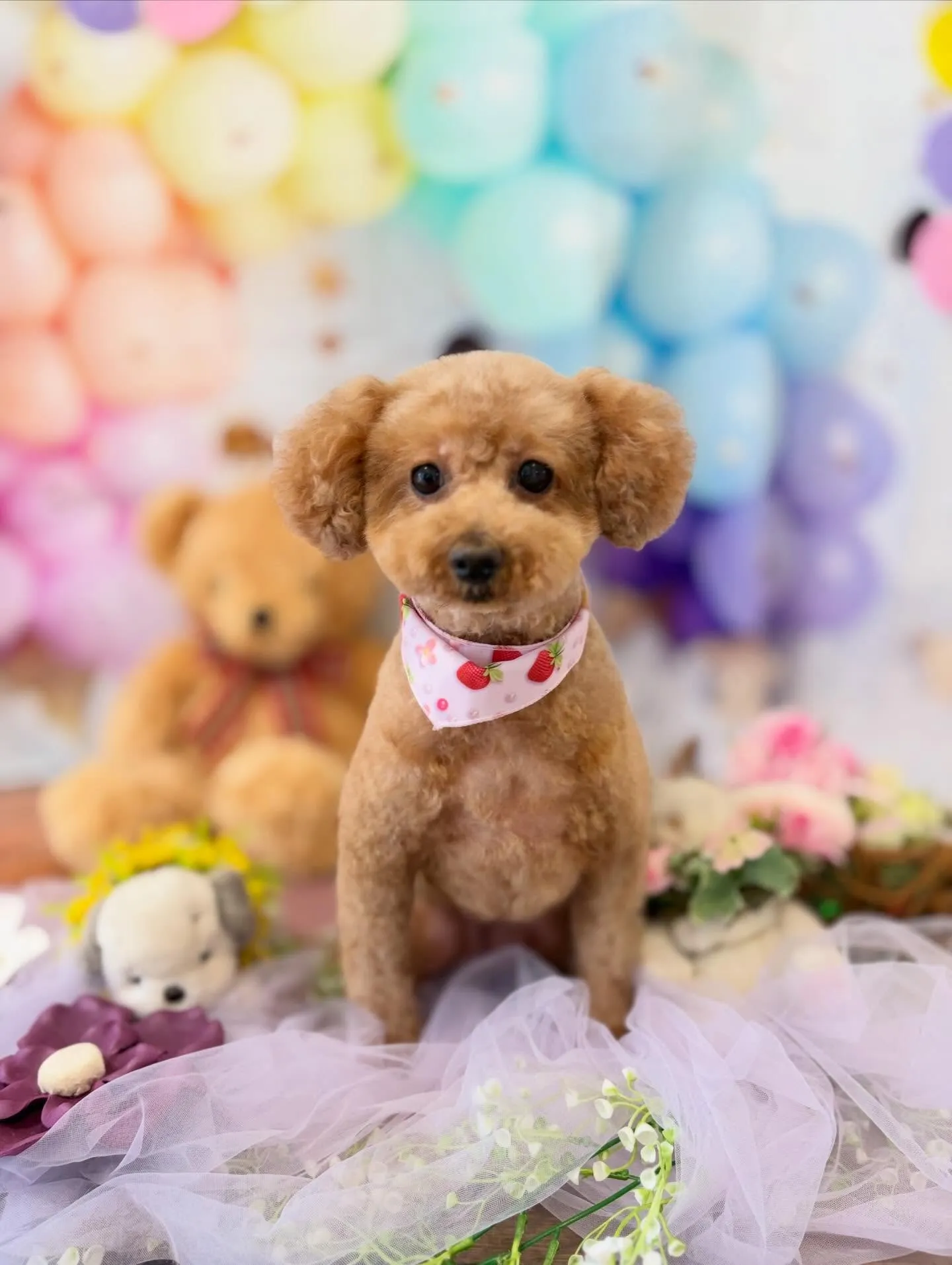 先月アップしきれなかったトリミングわんこたちです🐶