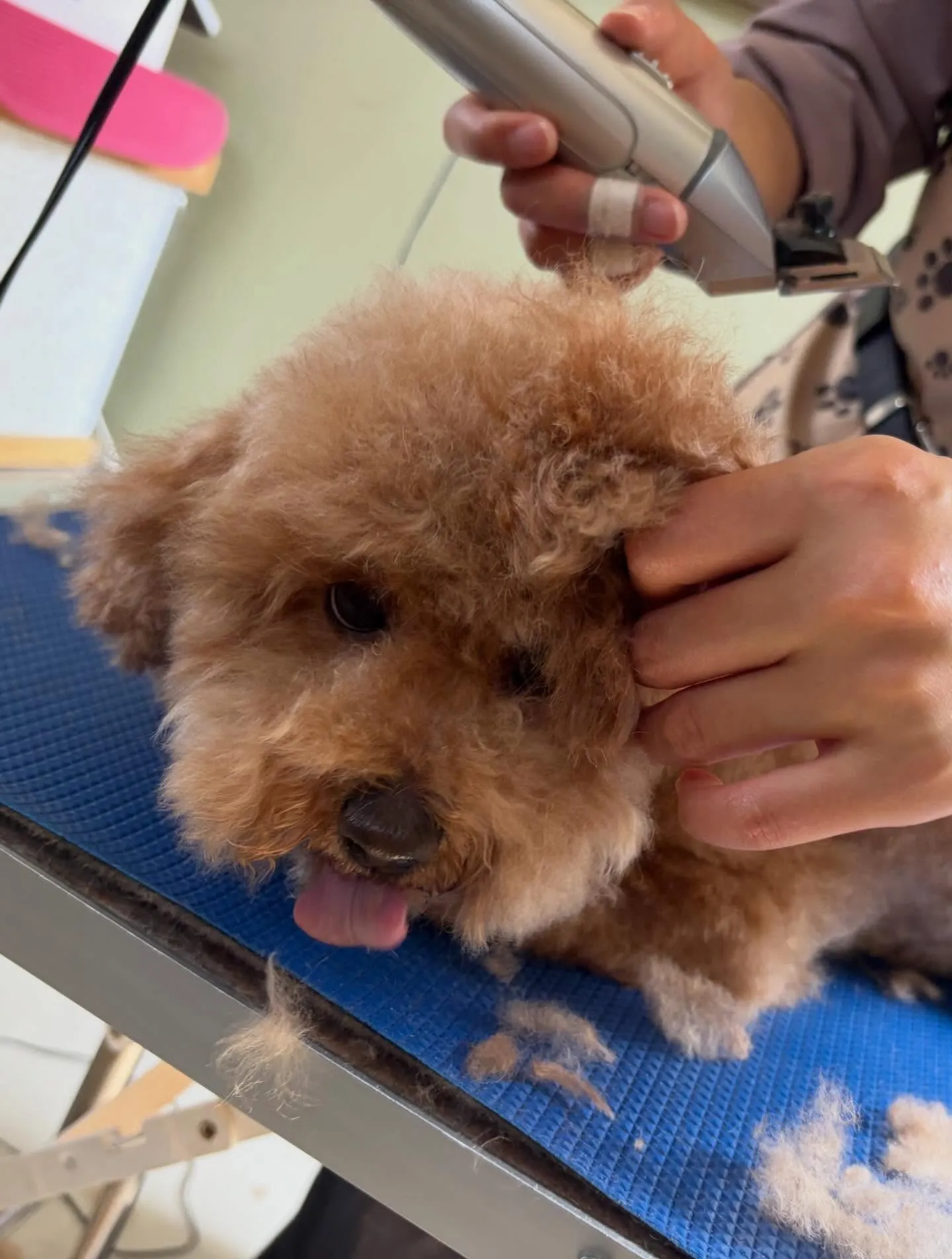 先月アップしきれなかったトリミングわんこたちです🐶