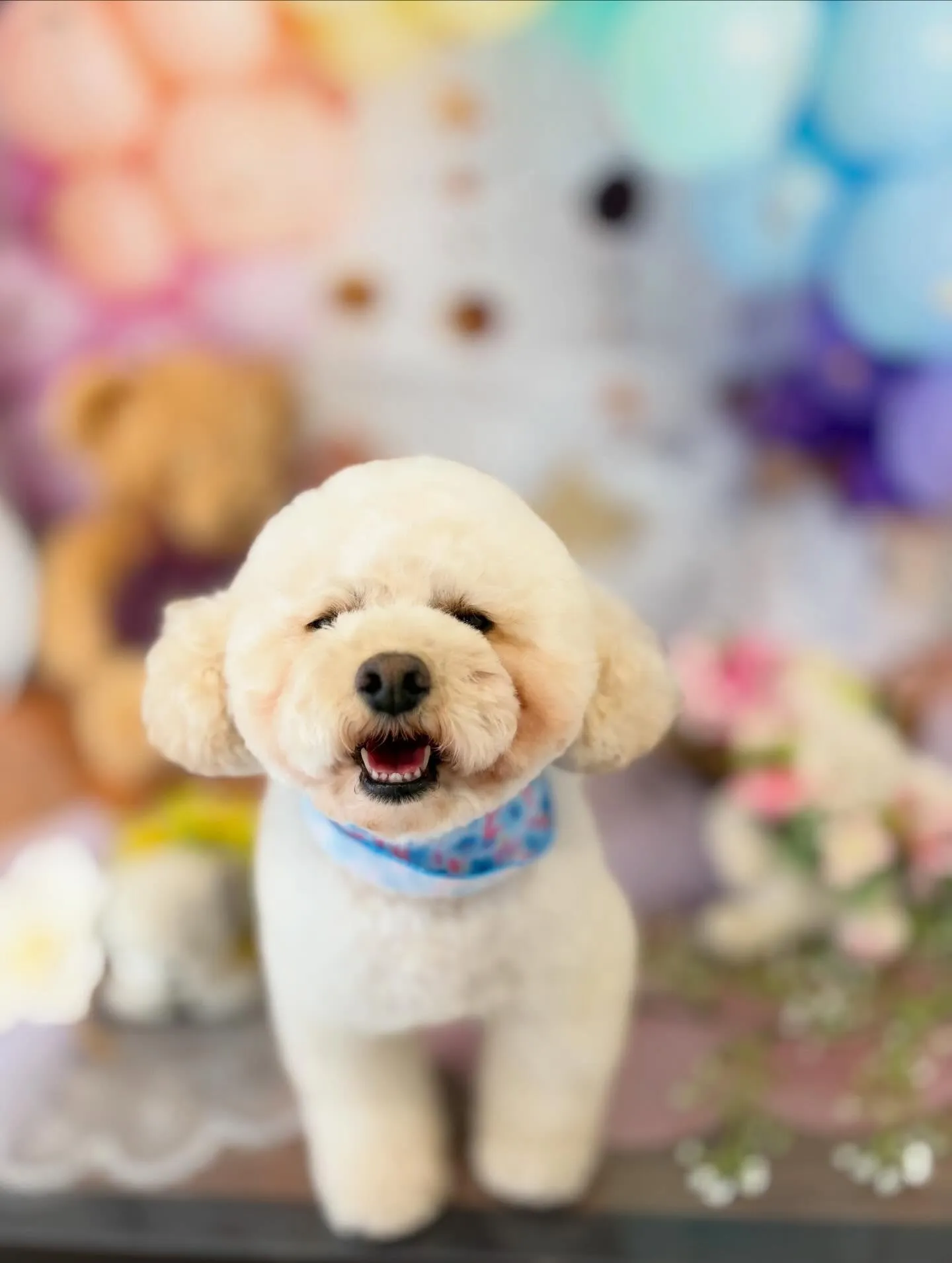 先月アップしきれなかったトリミングわんこたちです🐶