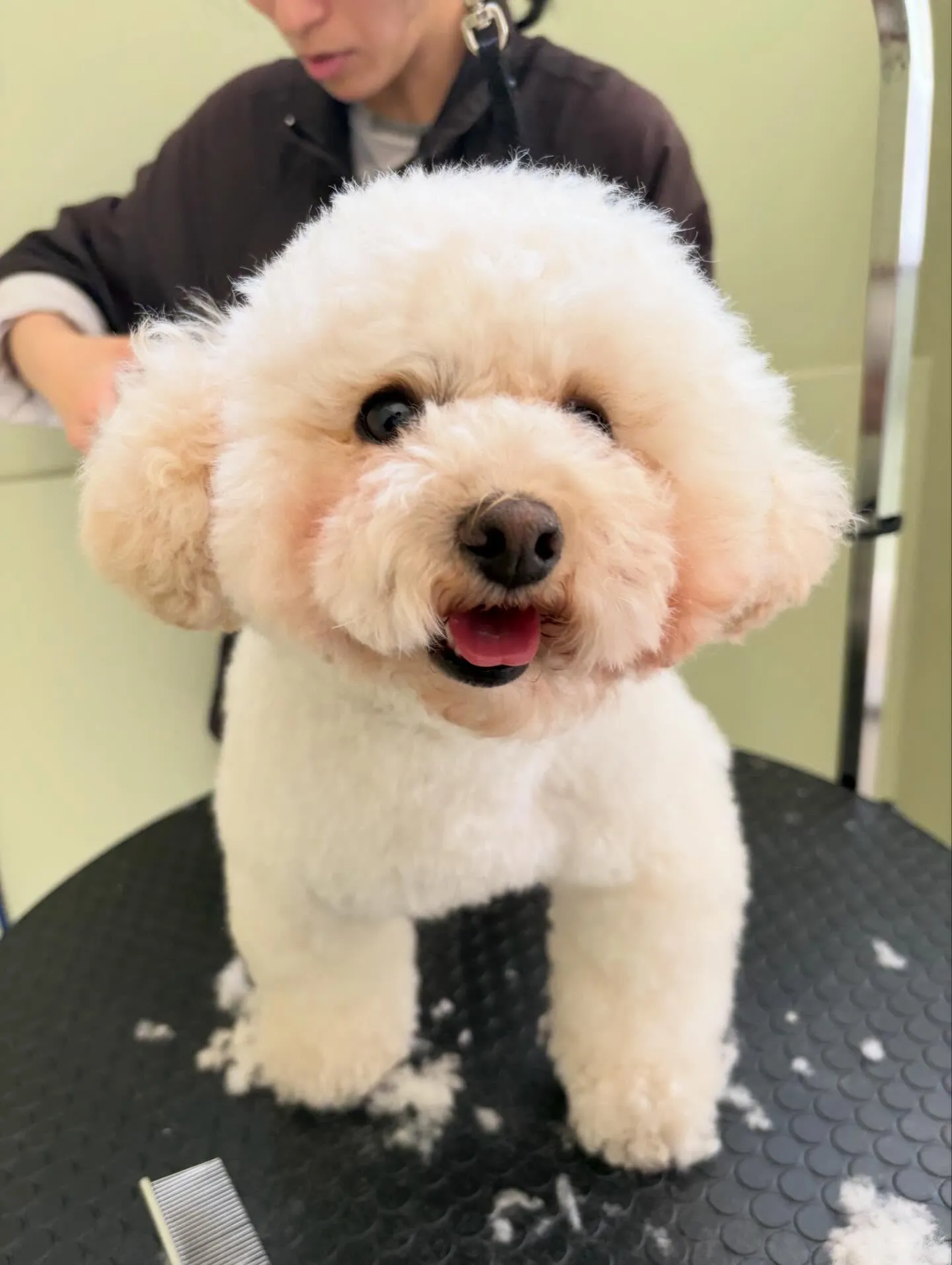 先月アップしきれなかったトリミングわんこたちです🐶