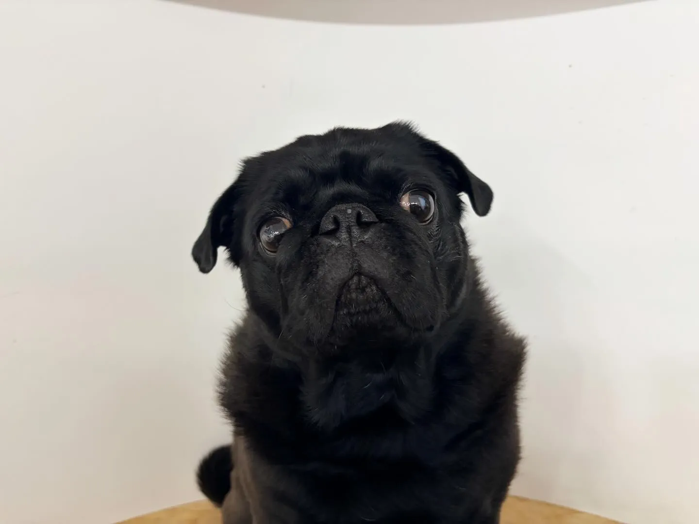 入会してくれたジミくん🐾