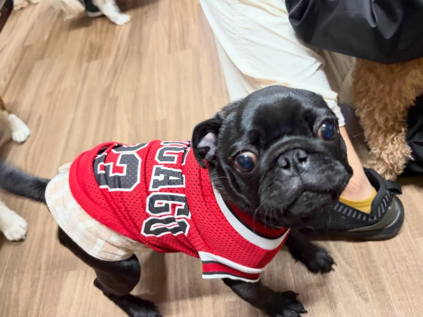 入会してくれたジミくん🐾