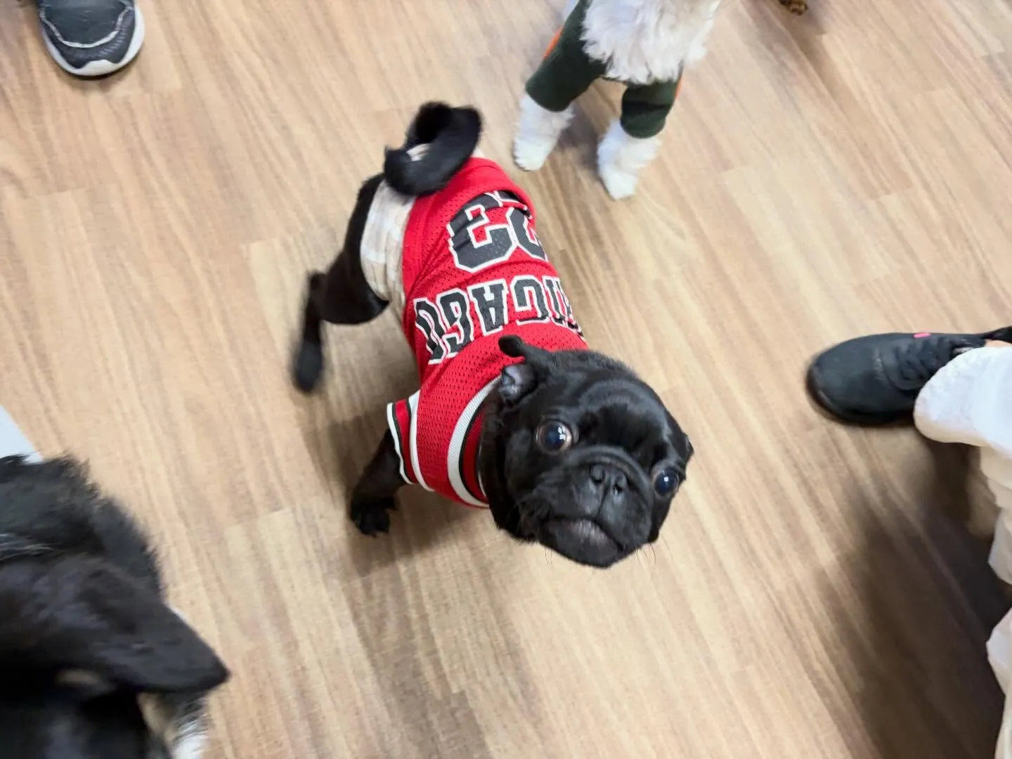 入会してくれたジミくん🐾