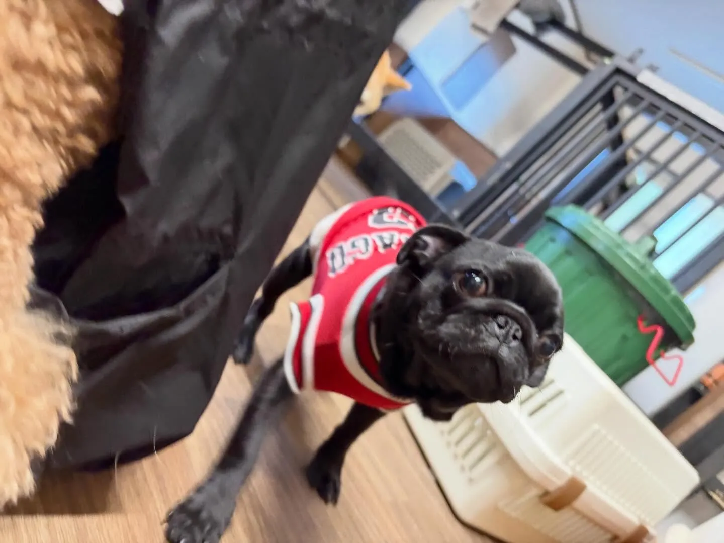 入会してくれたジミくん🐾