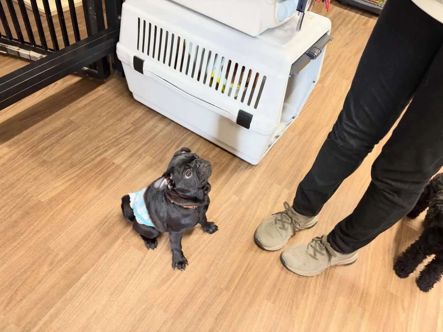 入会してくれたジミくん🐾