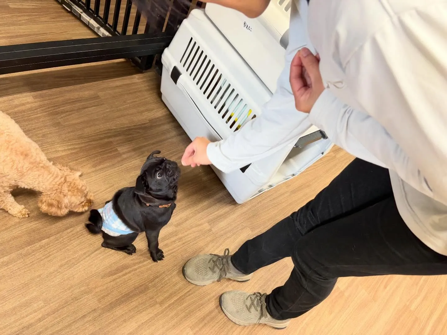 入会してくれたジミくん🐾