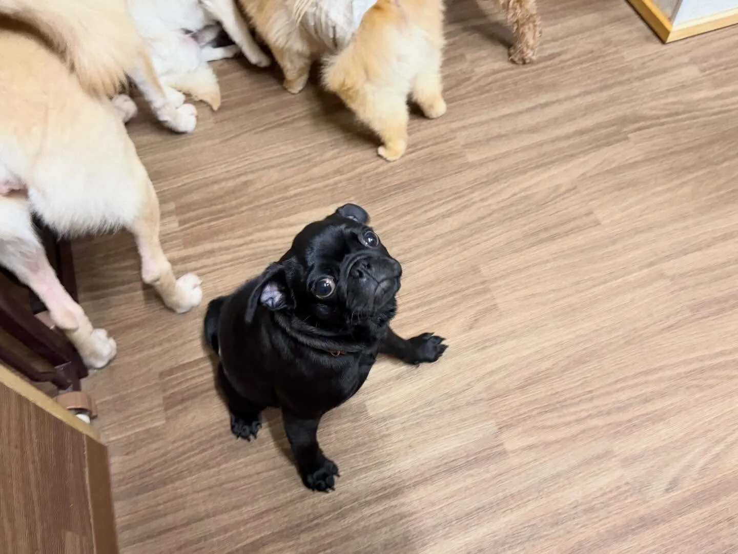 入会してくれたジミくん🐾