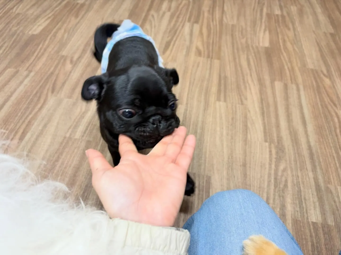 入会してくれたジミくん🐾