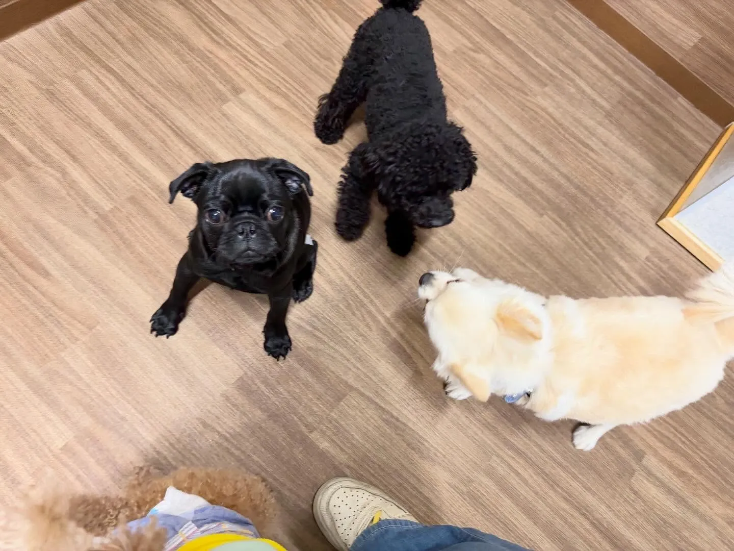 入会してくれたジミくん🐾